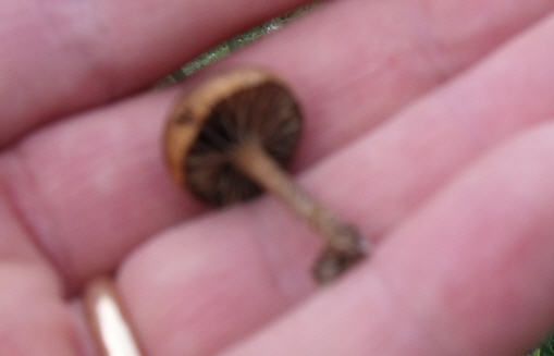 Determinazione fungo